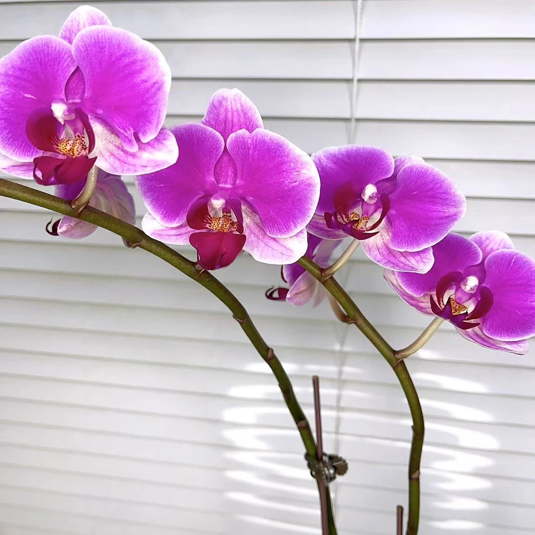 蝴蝶兰【长红】单花剑 花色鲜艳   喜庆 广州基地直发