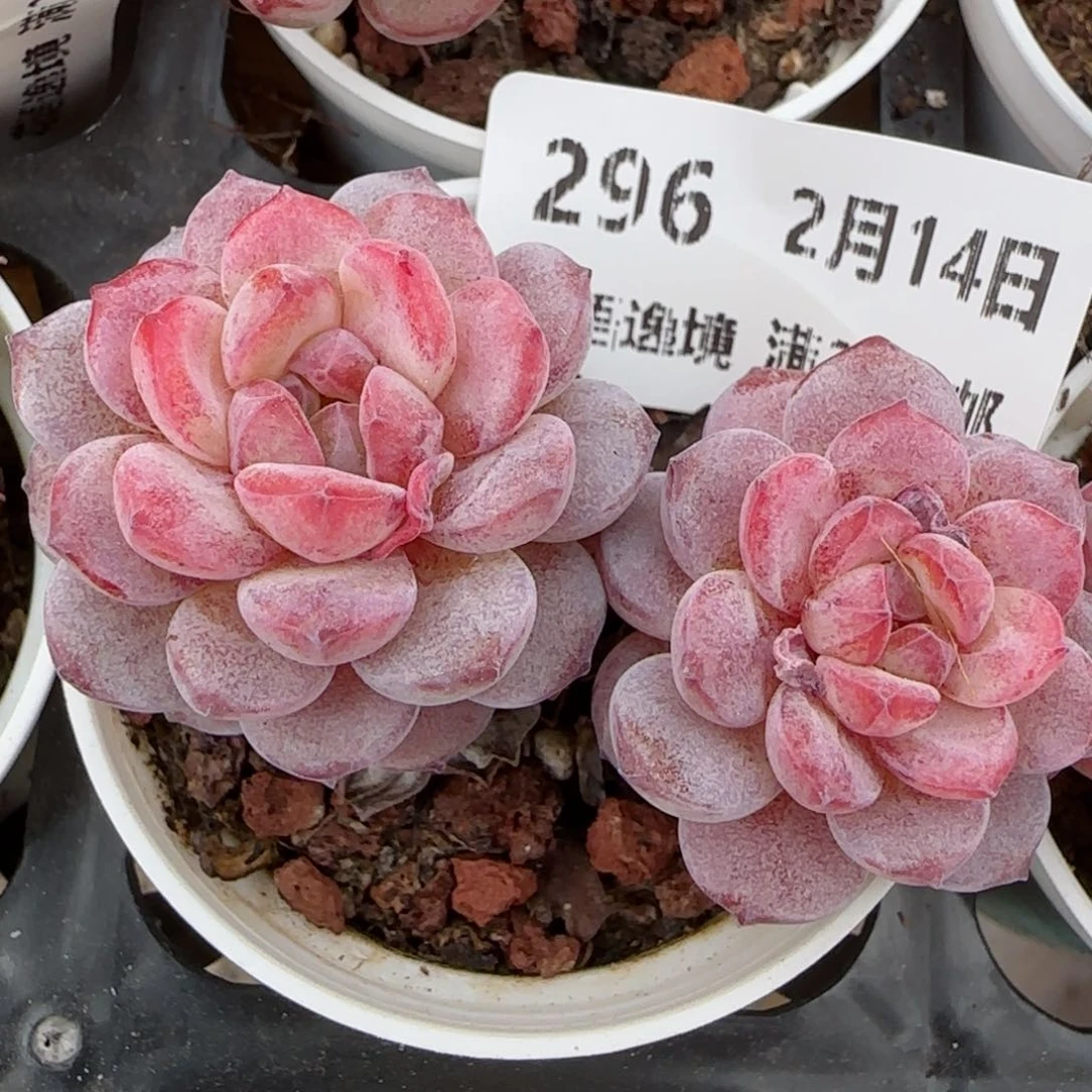 花语逸镜0214-296