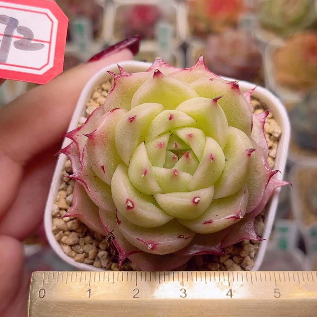 F272一物一拍 凤凰火