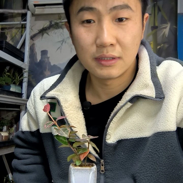 思***万中青园艺一物一拍花448