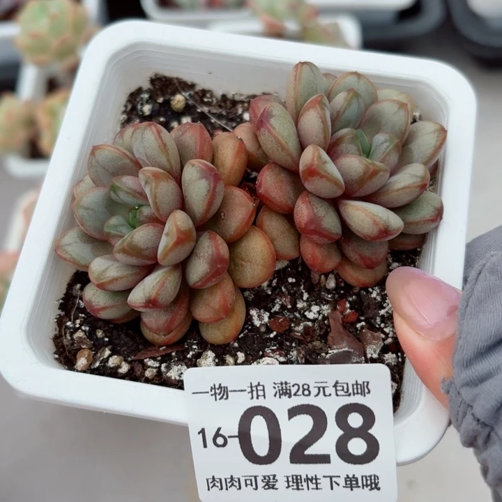 葡萄无盆土发货多肉多肉无