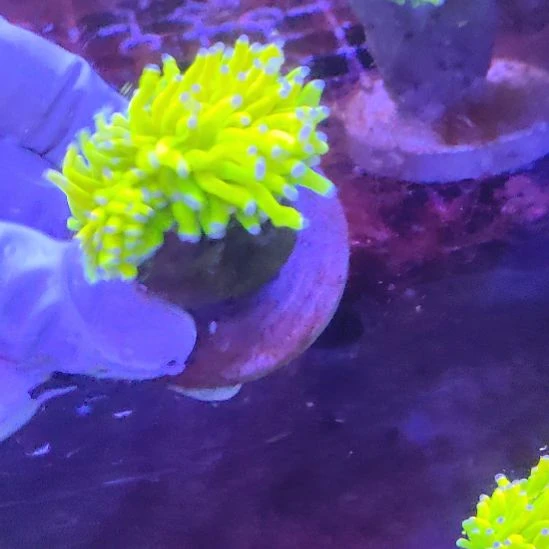 智海海洋珊瑚馆 活体不支持退货