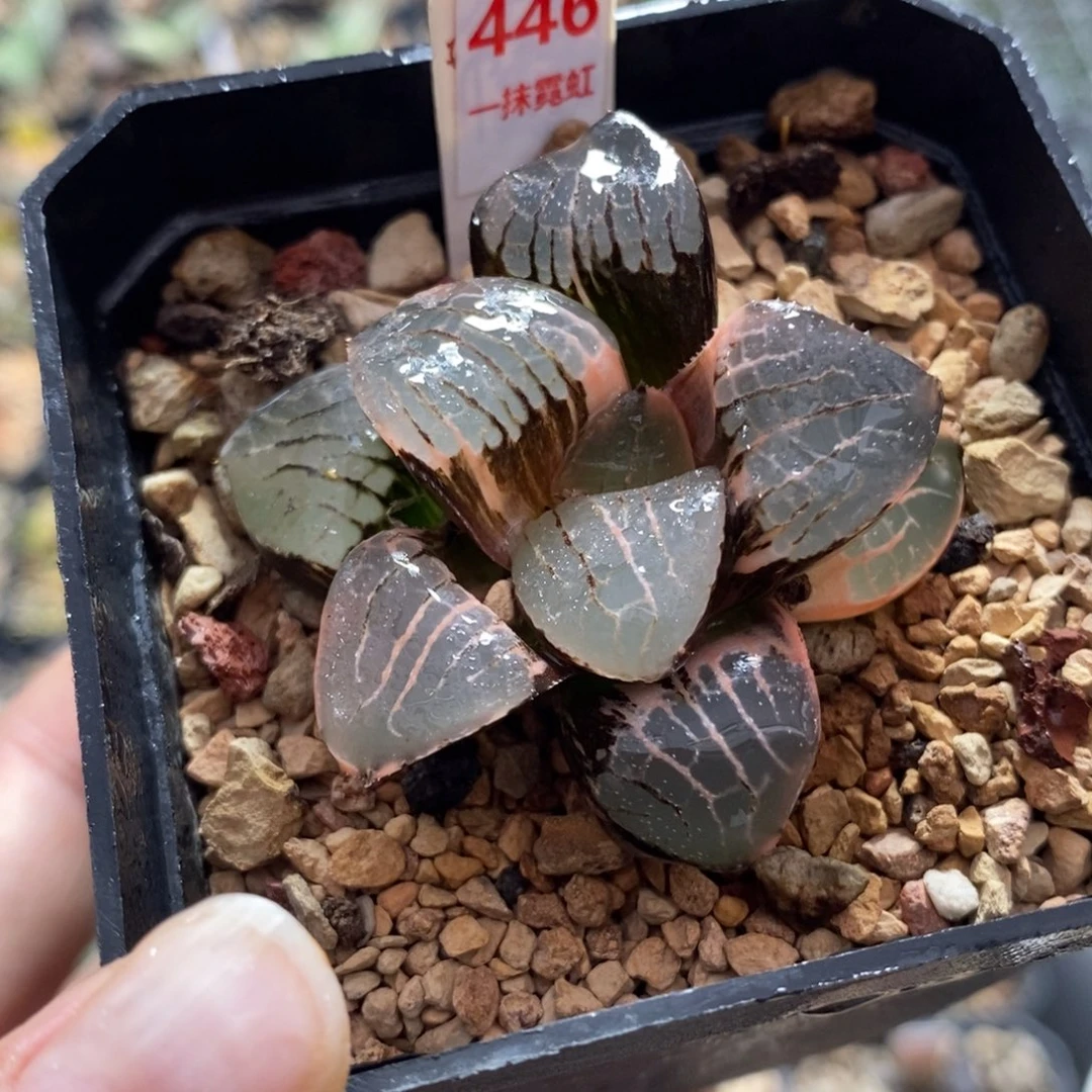 446日月潭寿锦一物一图