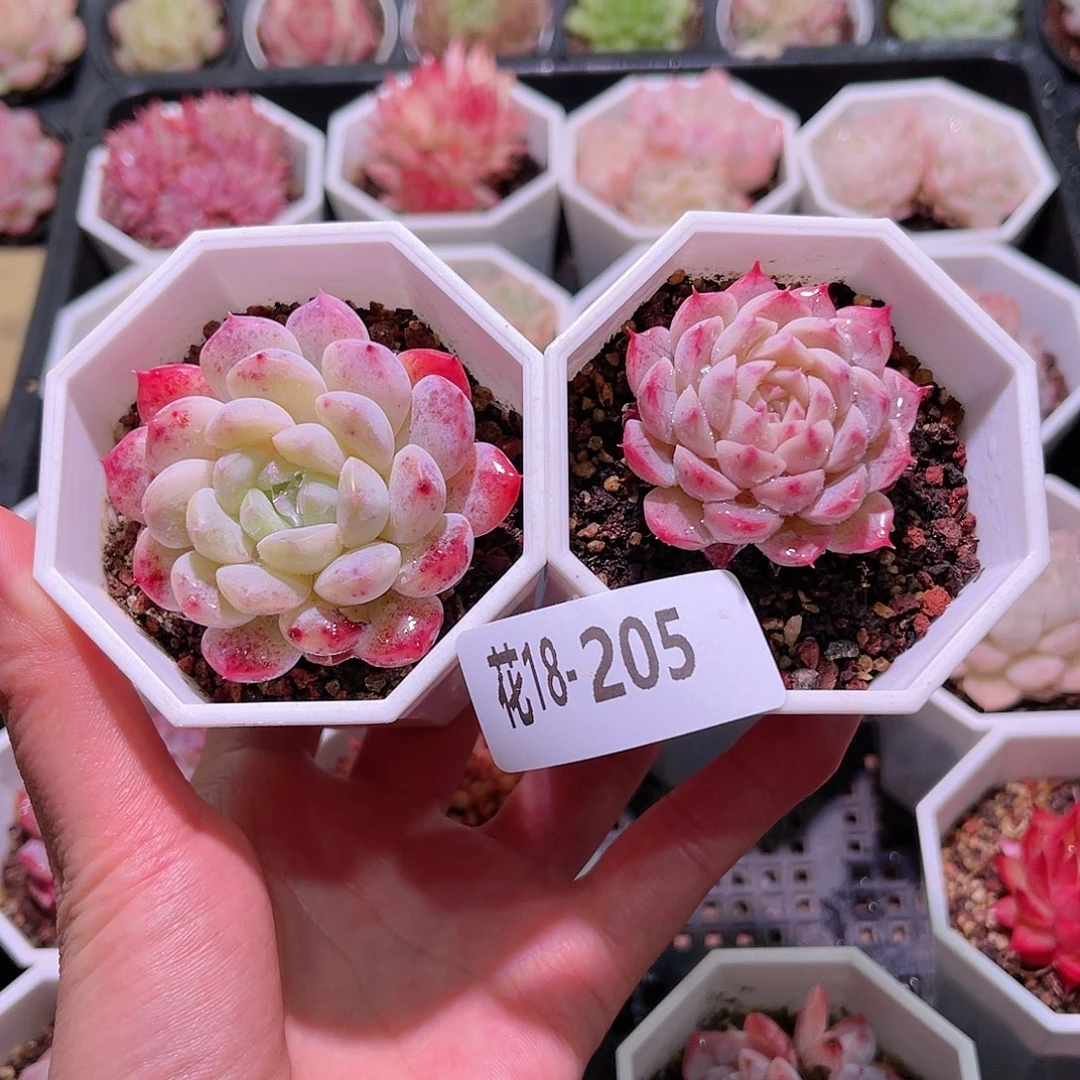 花利美18-205新品➕麻薯