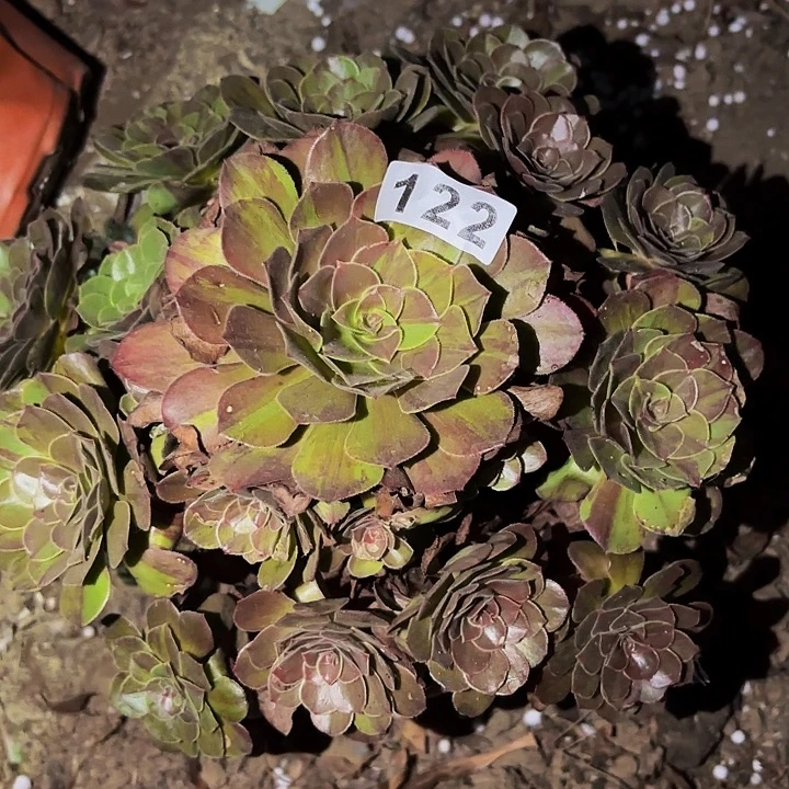 122淡墨多肉植物不售后