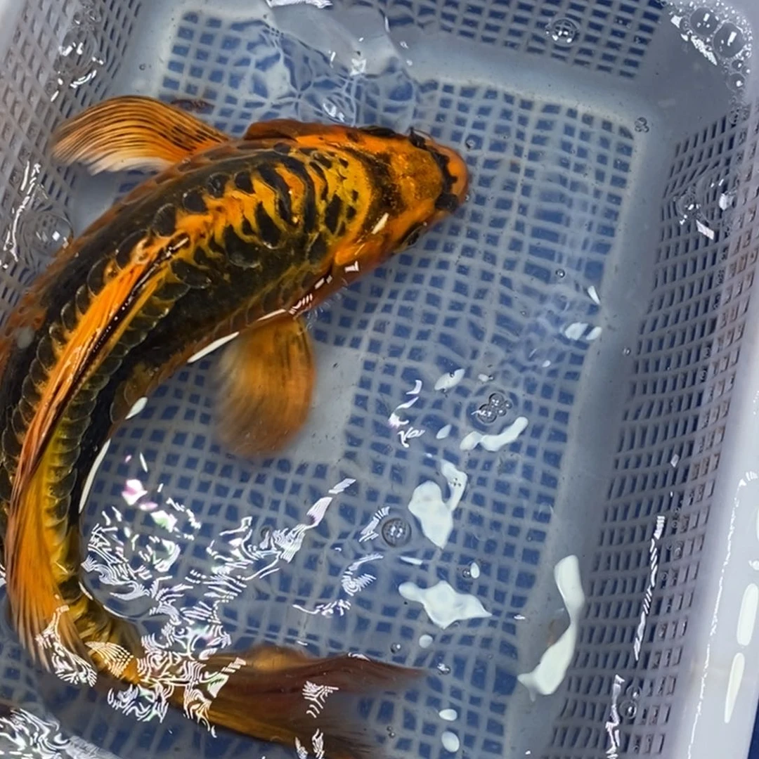锦鲤冷水锦鲤包邮
