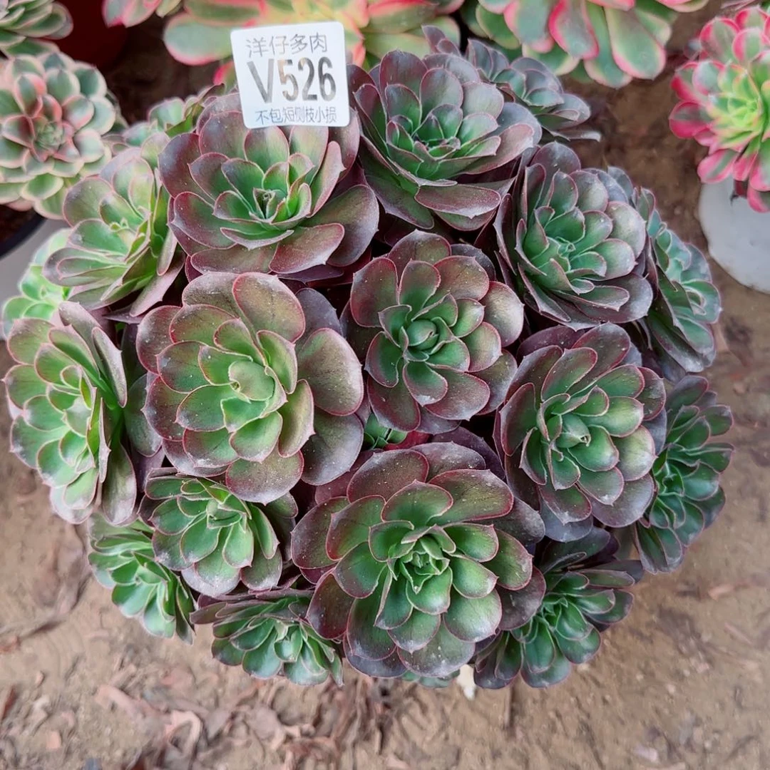 魅金玫瑰发师526冠幅25