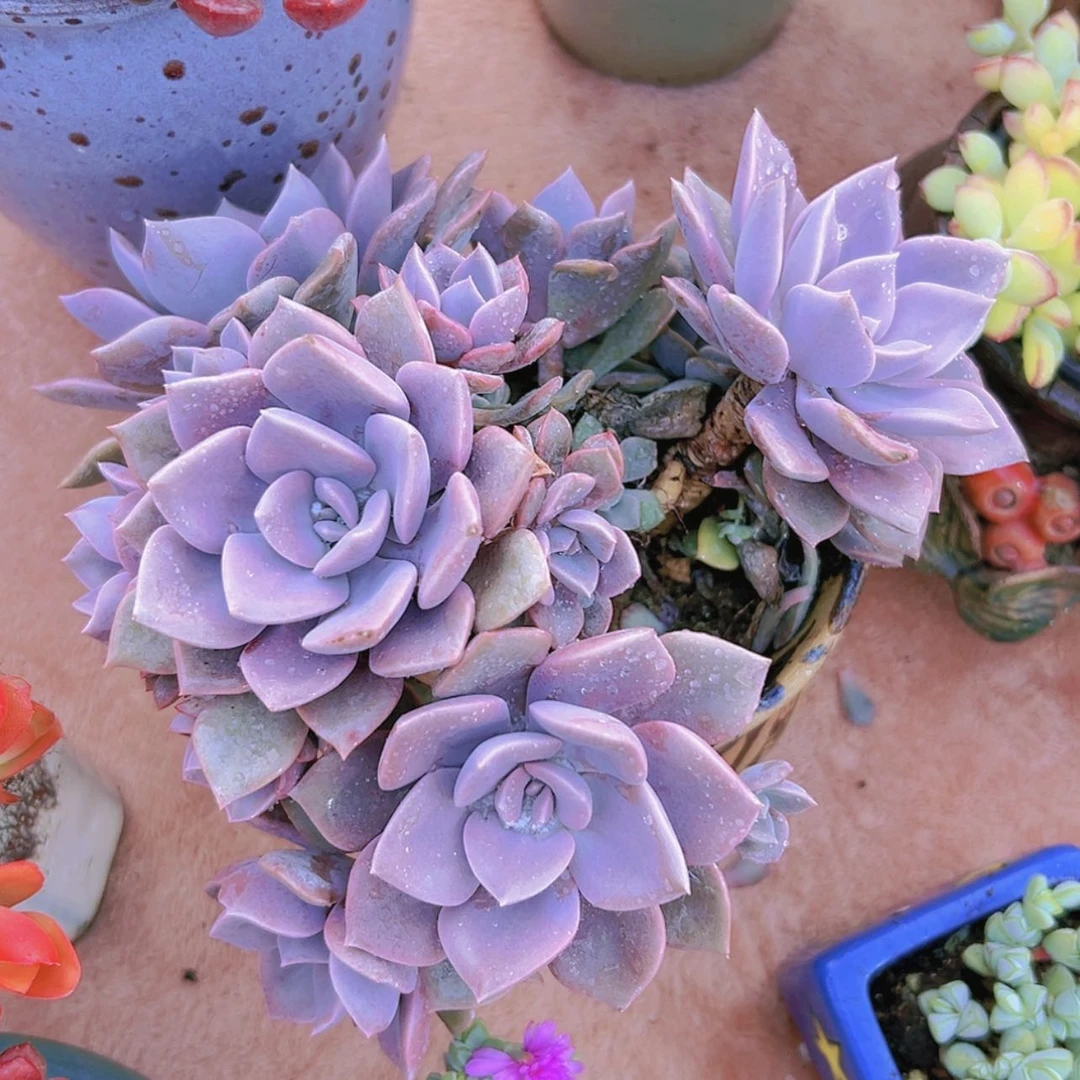 【闪购商品】大群老桩带比12.8