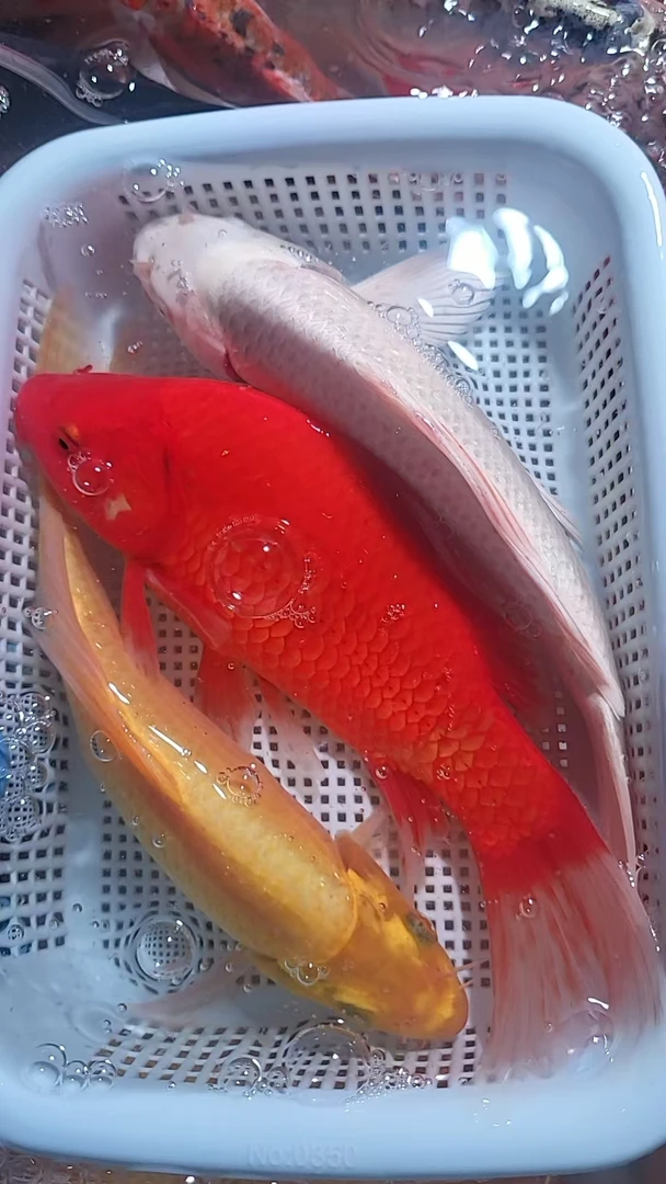 【74】15-18cm  1黄1白1红草    耐活冷水鱼观赏鱼