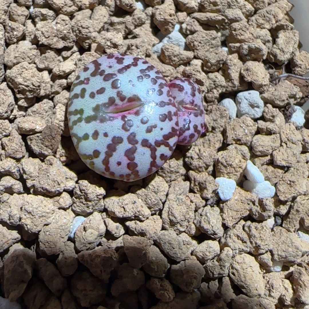 肉锥多肉植物组合-wc霓虹73