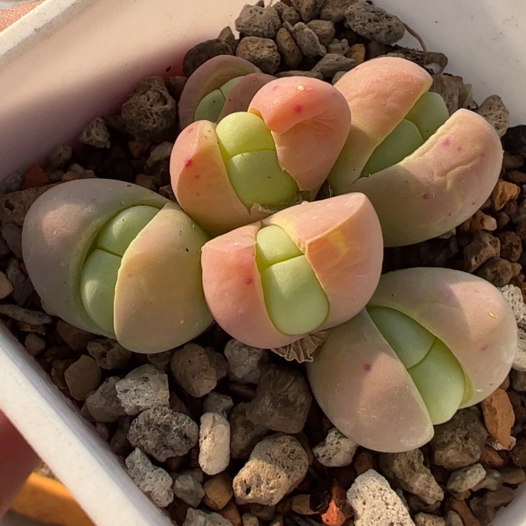 536多肉植物百科