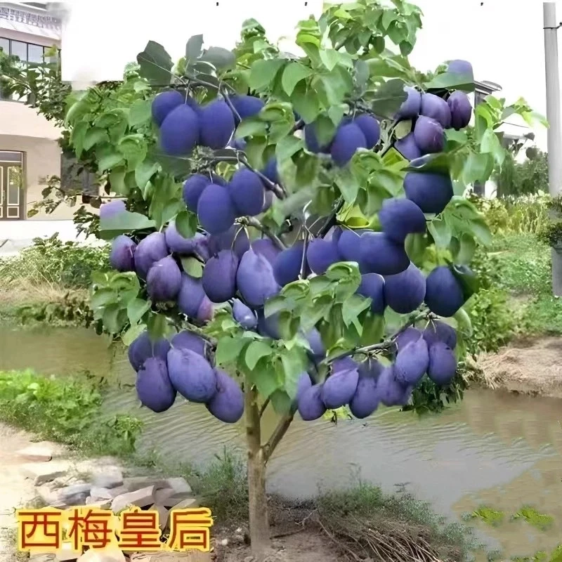 西梅树树苗特大盆栽地载当年结果南方北方种植西梅李子果树苗