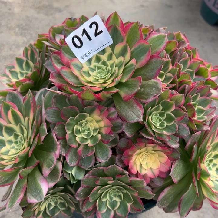 012海王25厘米左右