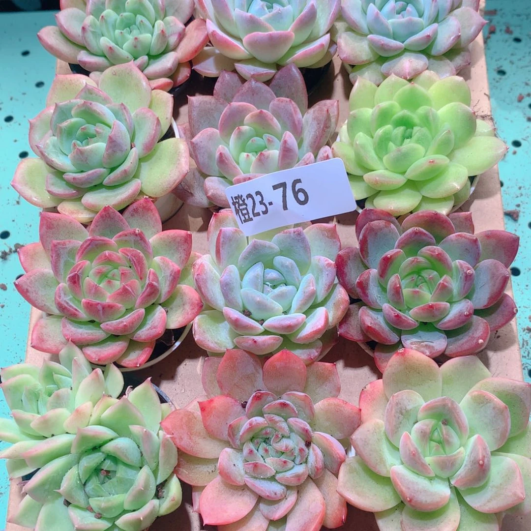 23-76一物一拍多肉带盆18颗