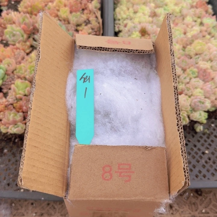 多肉植物相拍01分钟