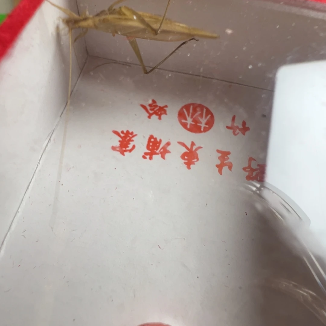 尚***华蟋蟀一只精品开叫柬埔寨