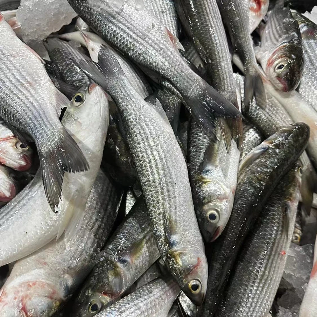 自己捕捞惠来神泉出海口半咸淡水域野生乌仔杂鱼顺丰冷链包邮