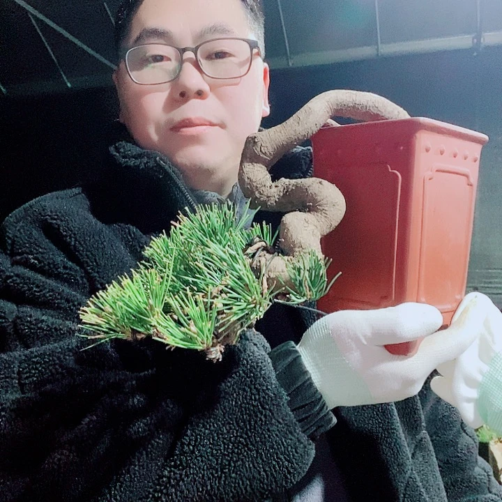 黑松盆景一物一拍