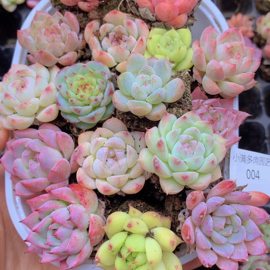 我要去看你了啊我的天004