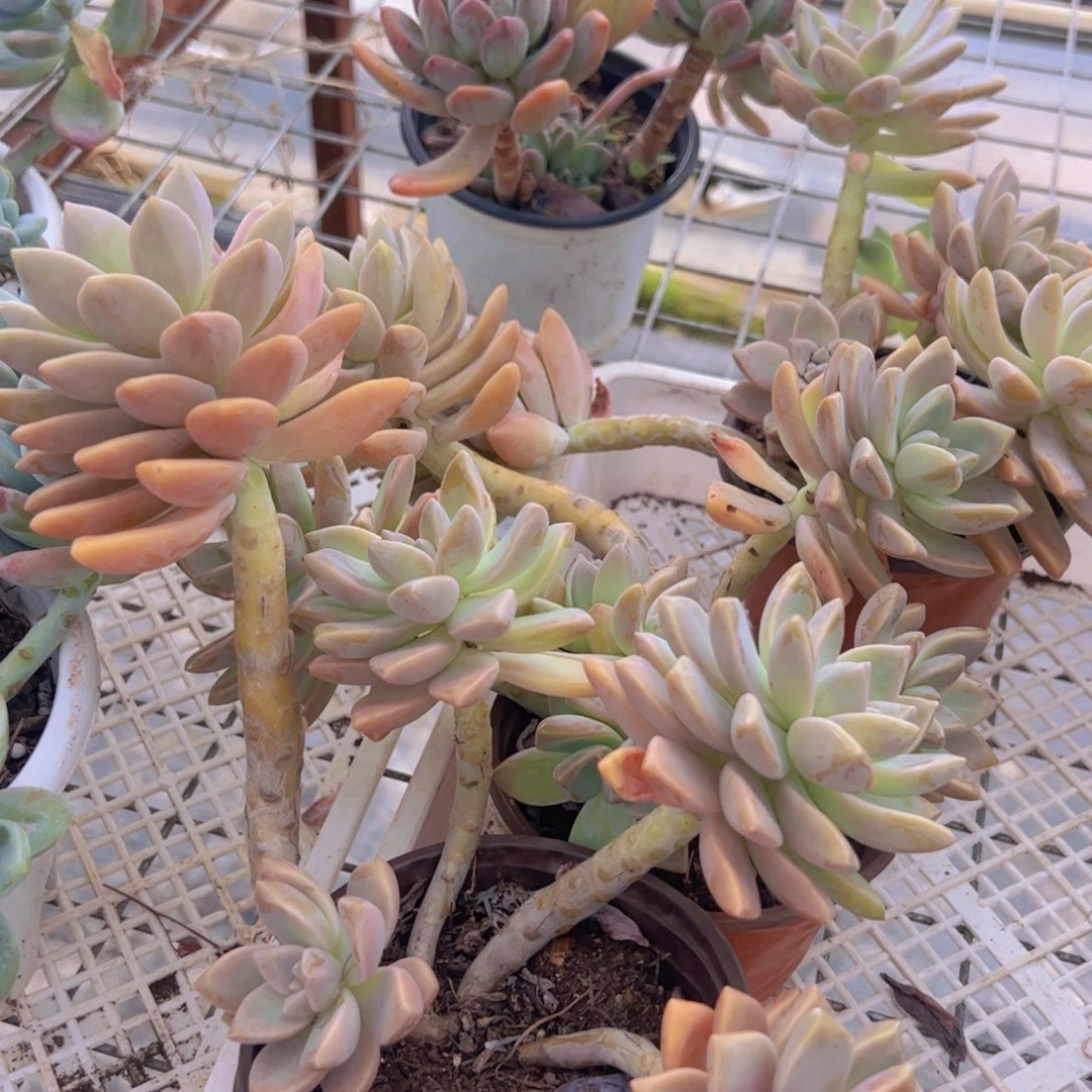 淡雪整装整群两盆