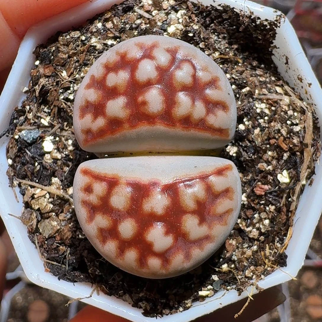 生石花23:：：。在。   78