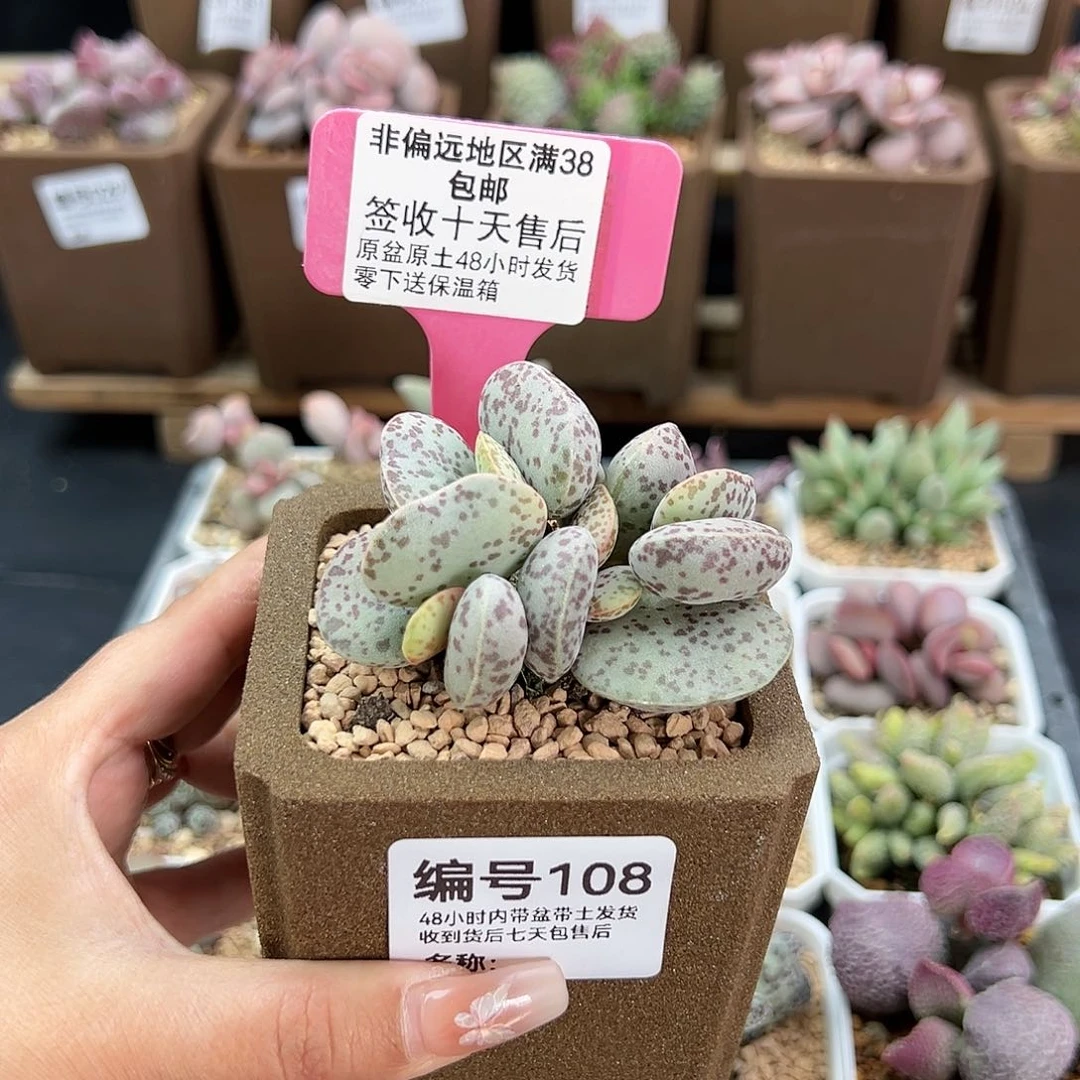 ✨****）108巨型花蛋多肉植物