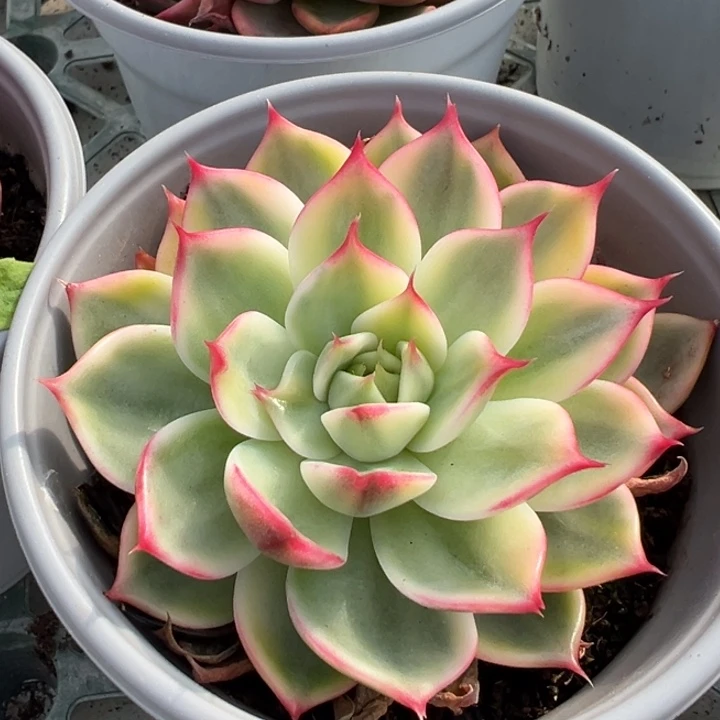 桃花锦一物一拍锦龙