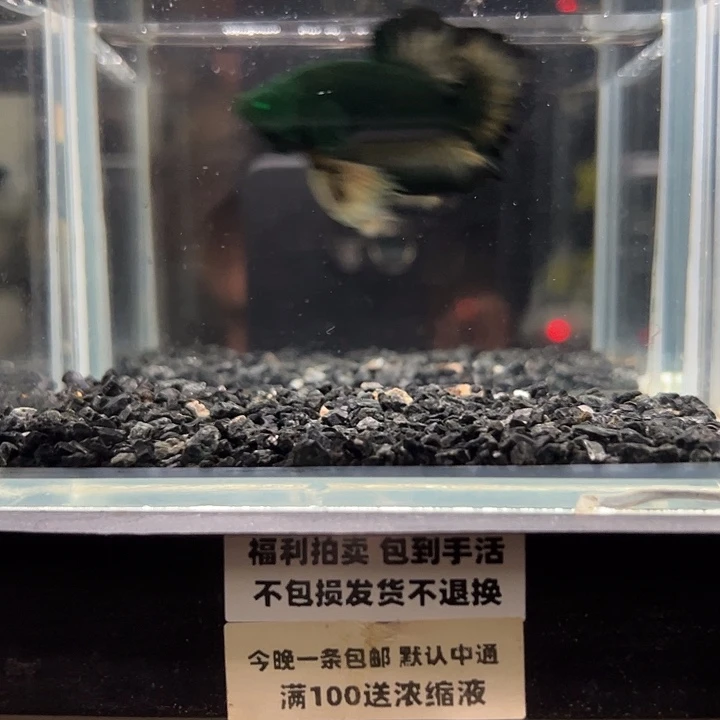 斗鱼竞拍跑单拉黑18日3