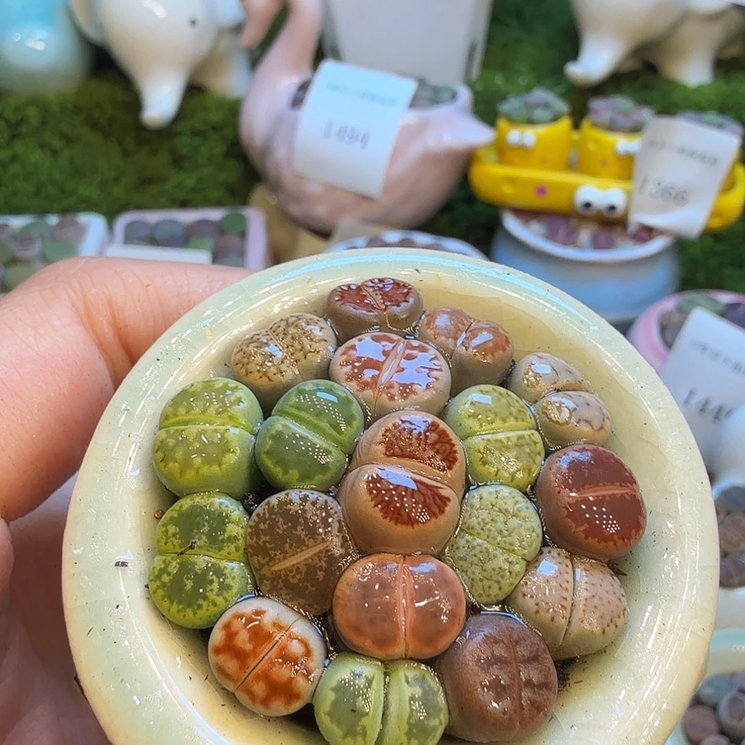 d***l多肉植物福利1495