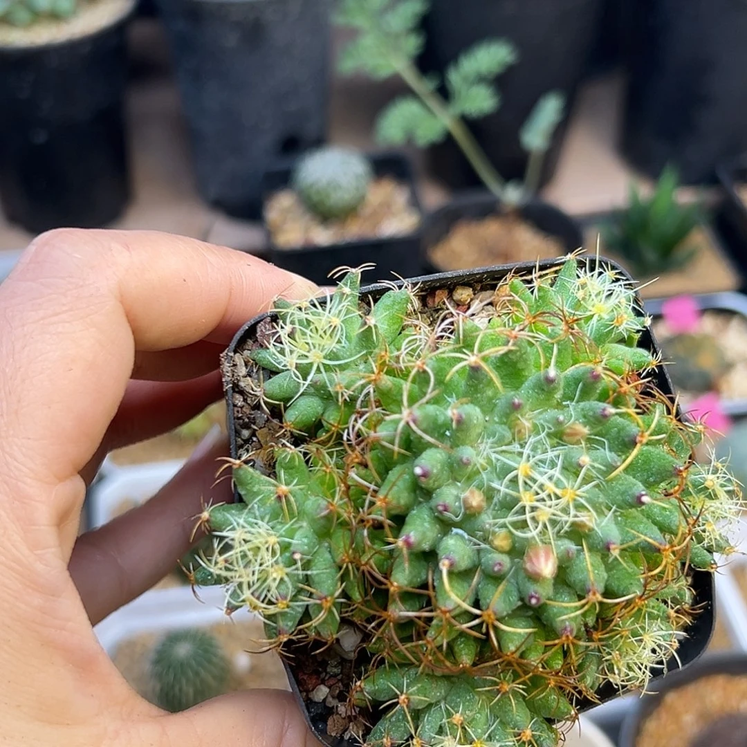 曲刺秦丝开花株一颗