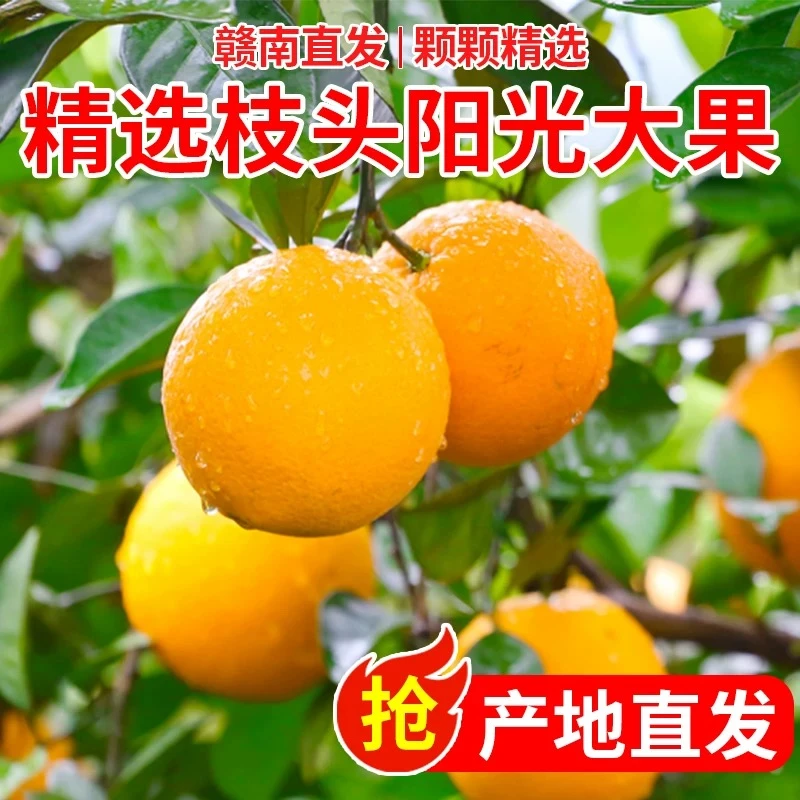【试吃2个】正宗赣南脐橙现摘爆甜多汁现摘产地直供手剥橙子10斤