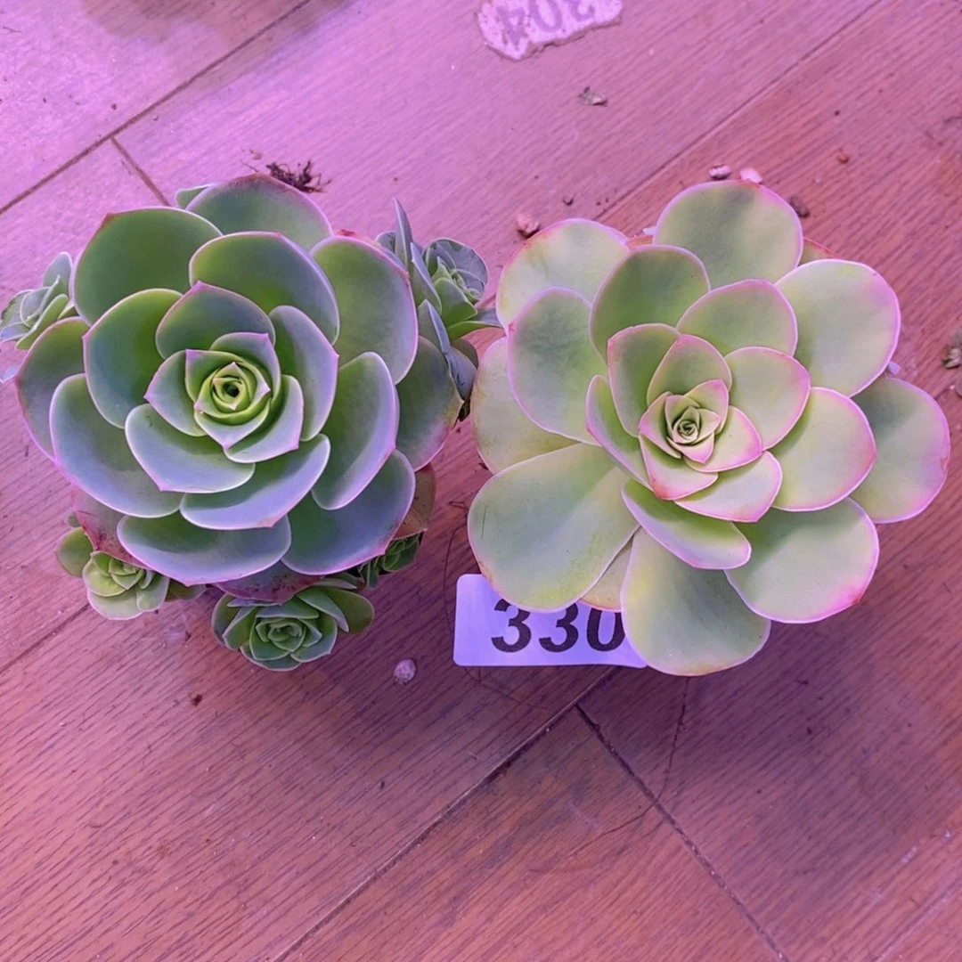 山地玫瑰一物一拍二颗330