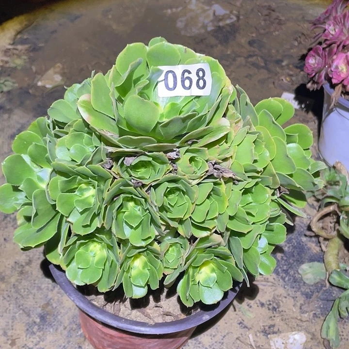 多肉植物断枝不包68欣尼亚