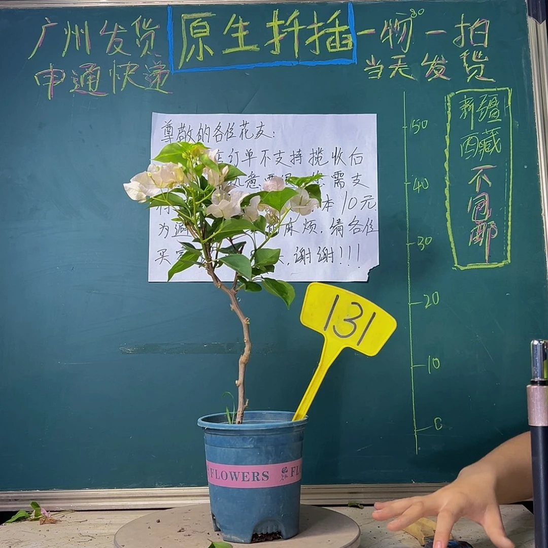 当前无花栽培后可以开花暗斑丽人131