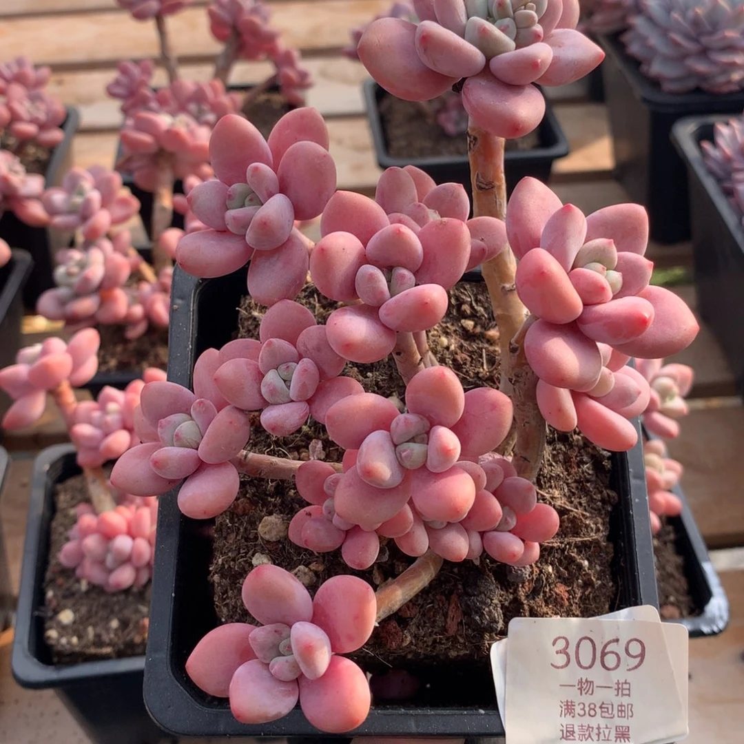 14厘米13头香水洛神多肉3069