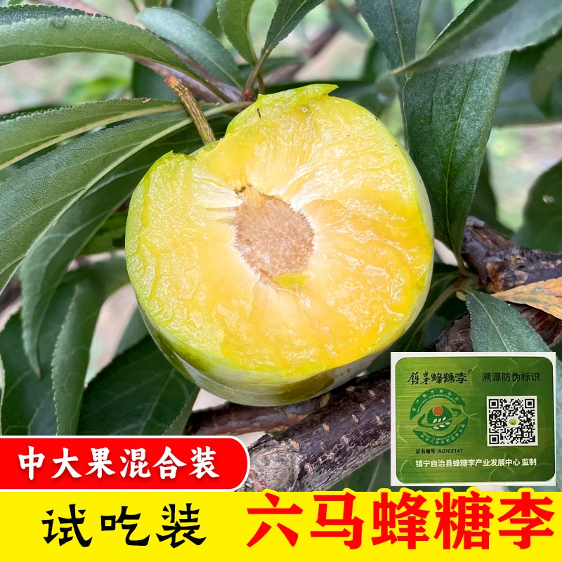 【试吃装】正宗六马蜂糖李贵州新鲜镇宁蜂蜜李子尝鲜试吃装