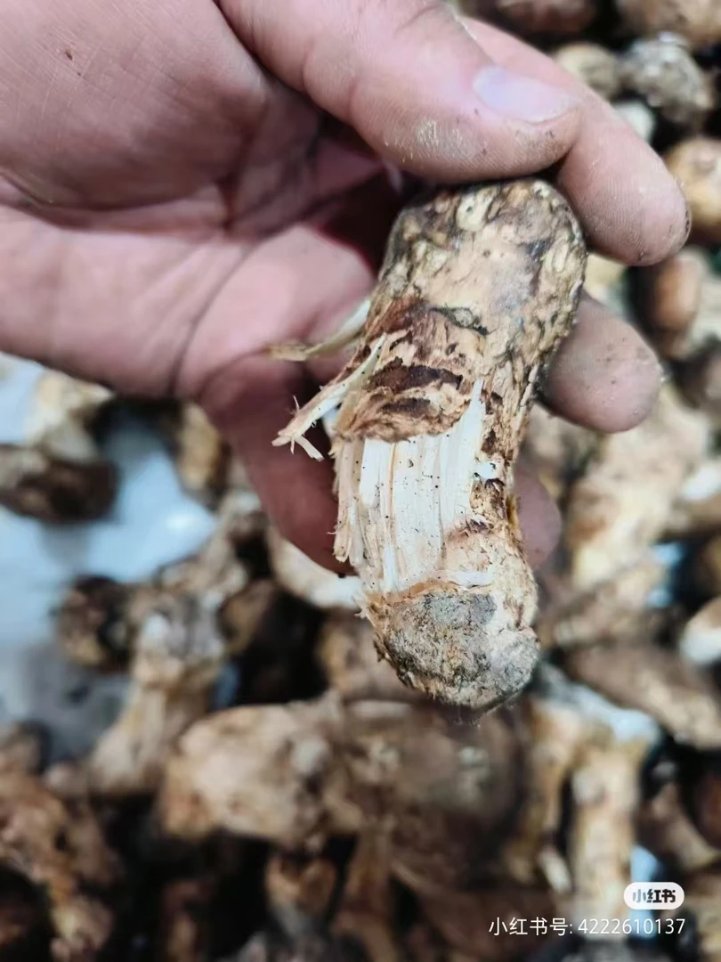 微瑕疵鲜松茸（会存在虫洞开裂形状不美观等情况介意勿拍）