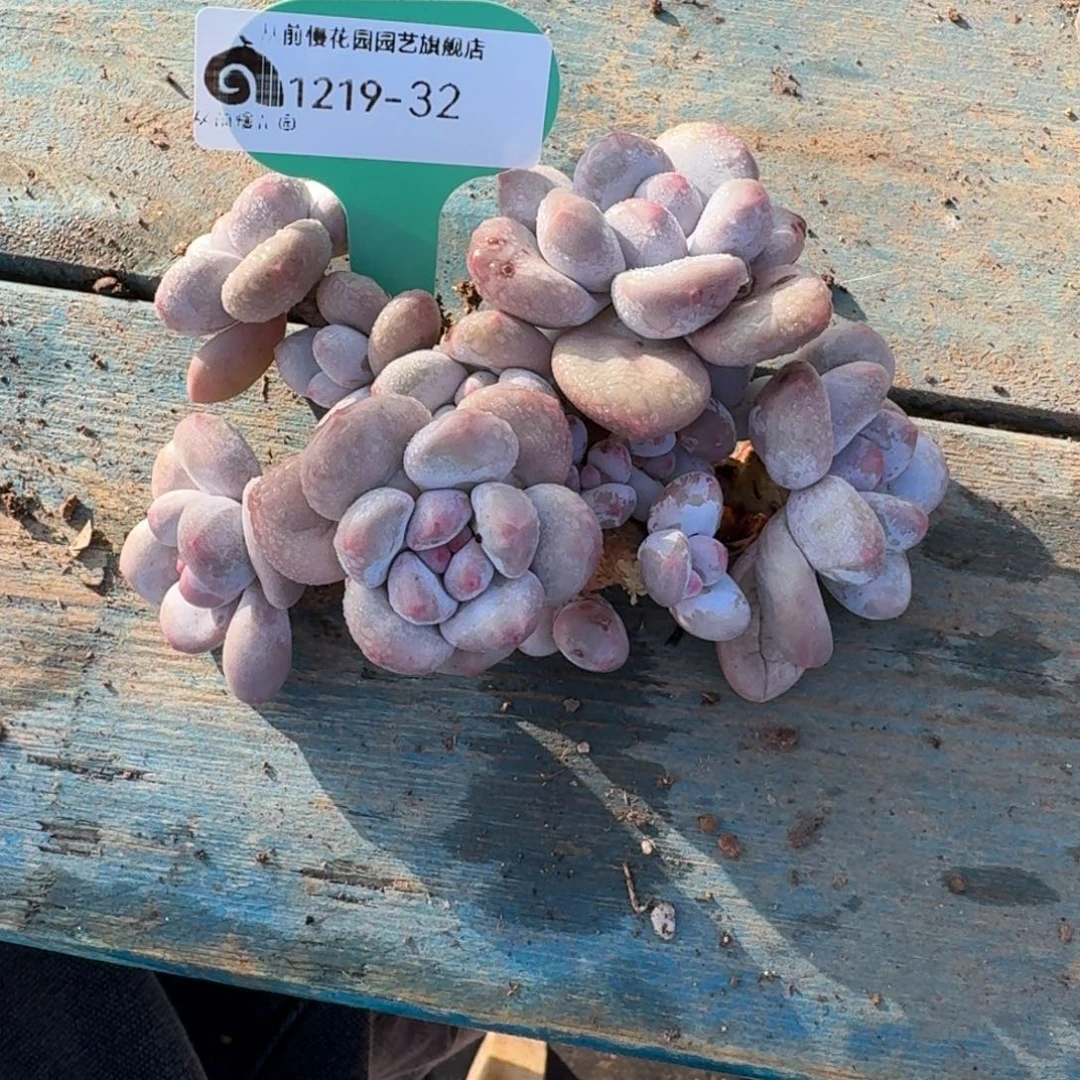 从前慢多肉精选编号1219.32