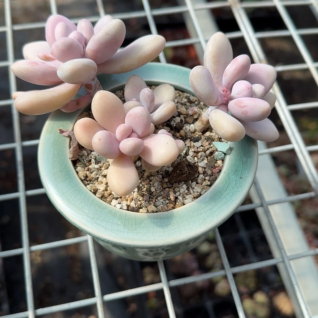 桃蛋发货印章盆duo q m