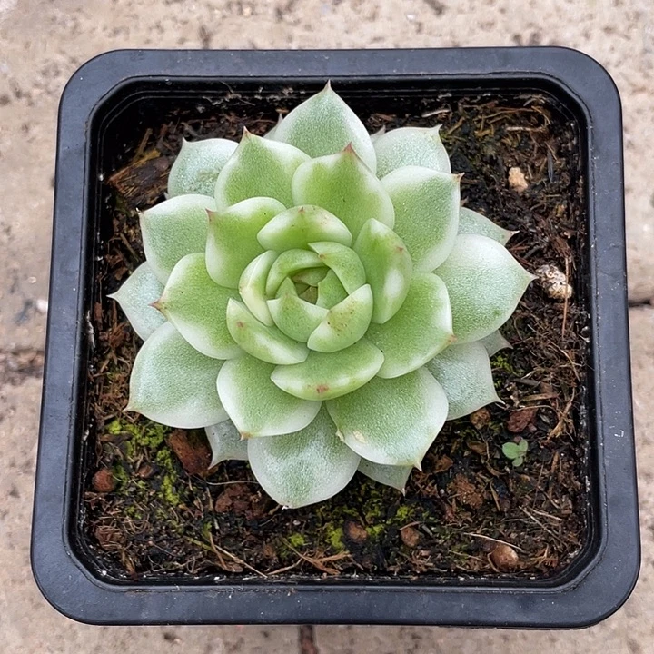 绿水晶锦一物一拍