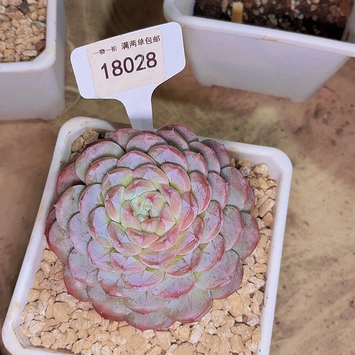 ?*珍龙一物一拍18028