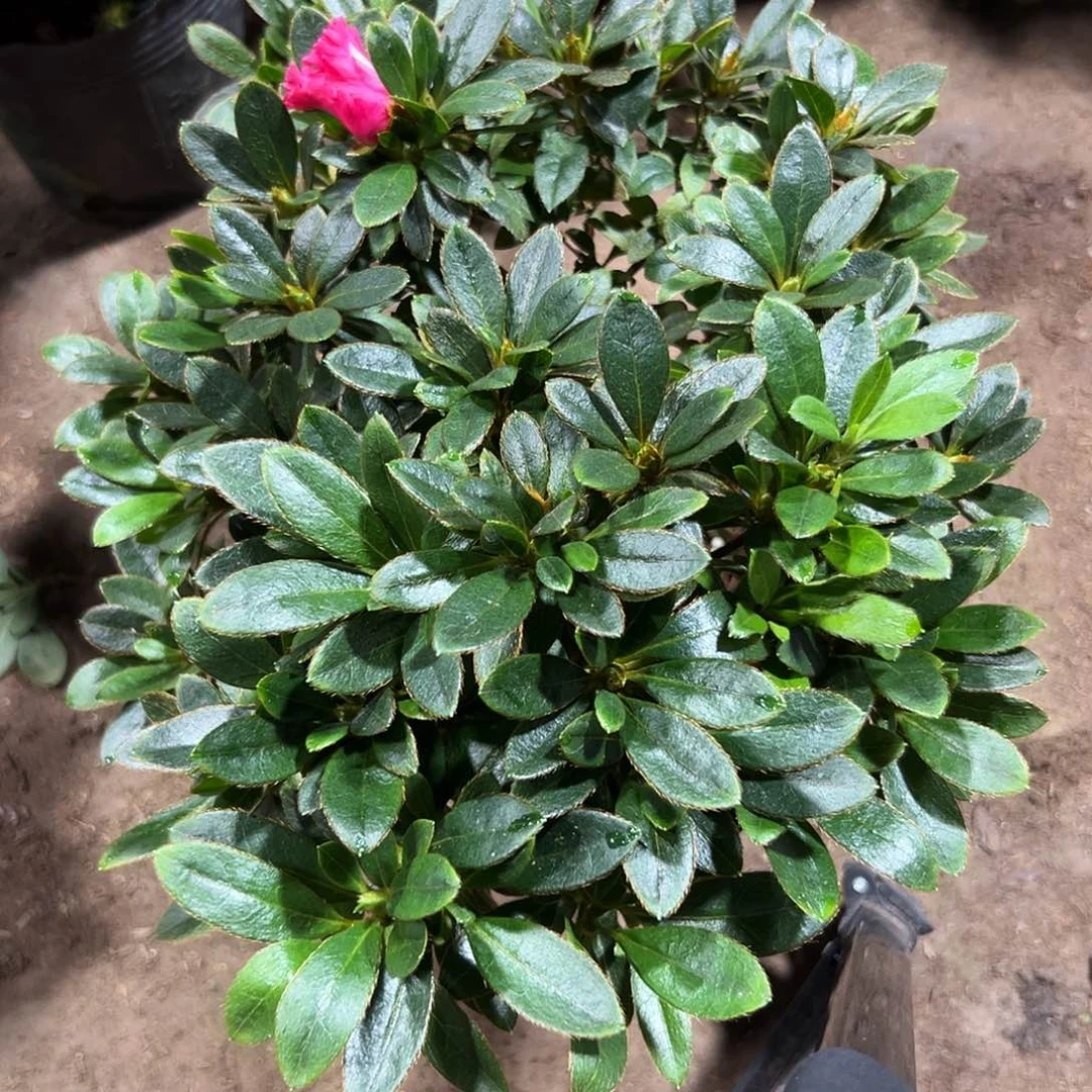 完全开放2号少量开花大部分花苞