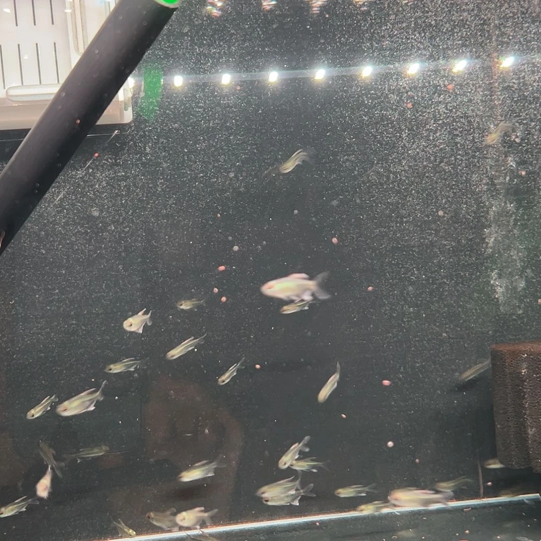 海水南美钻石灯2条