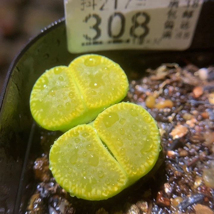 精品生石石217.308