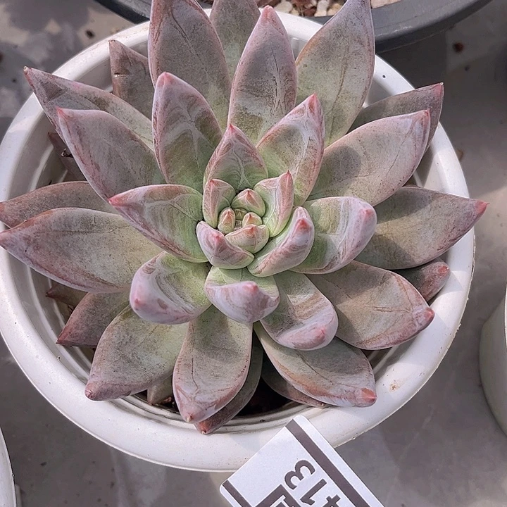 圣徒1413多肉植物