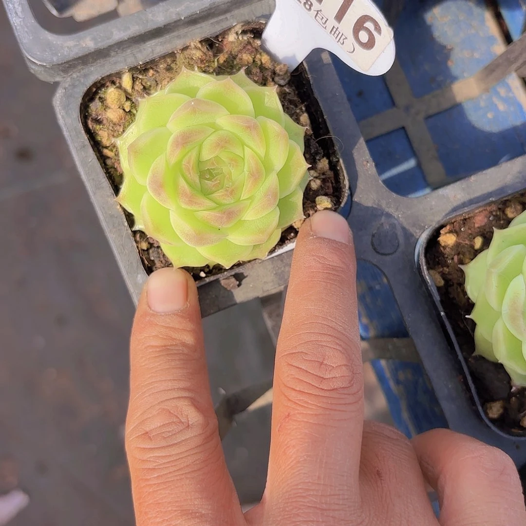 B216麦秆一物一拍