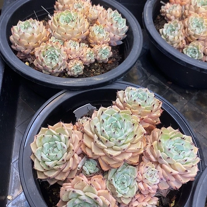 沙罗姬牡丹福利多多