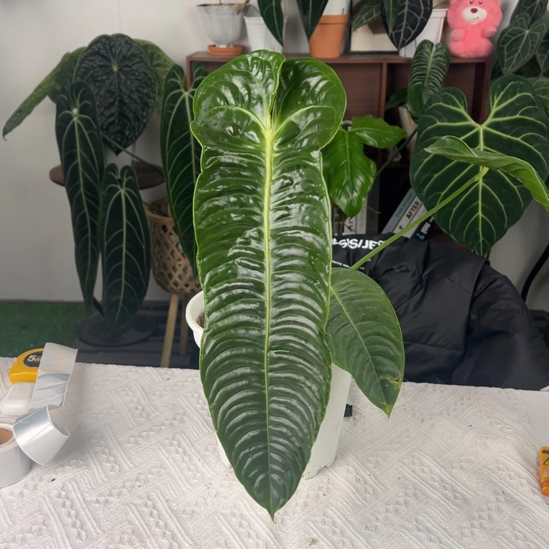 完全开放极密火鹤王叶长41