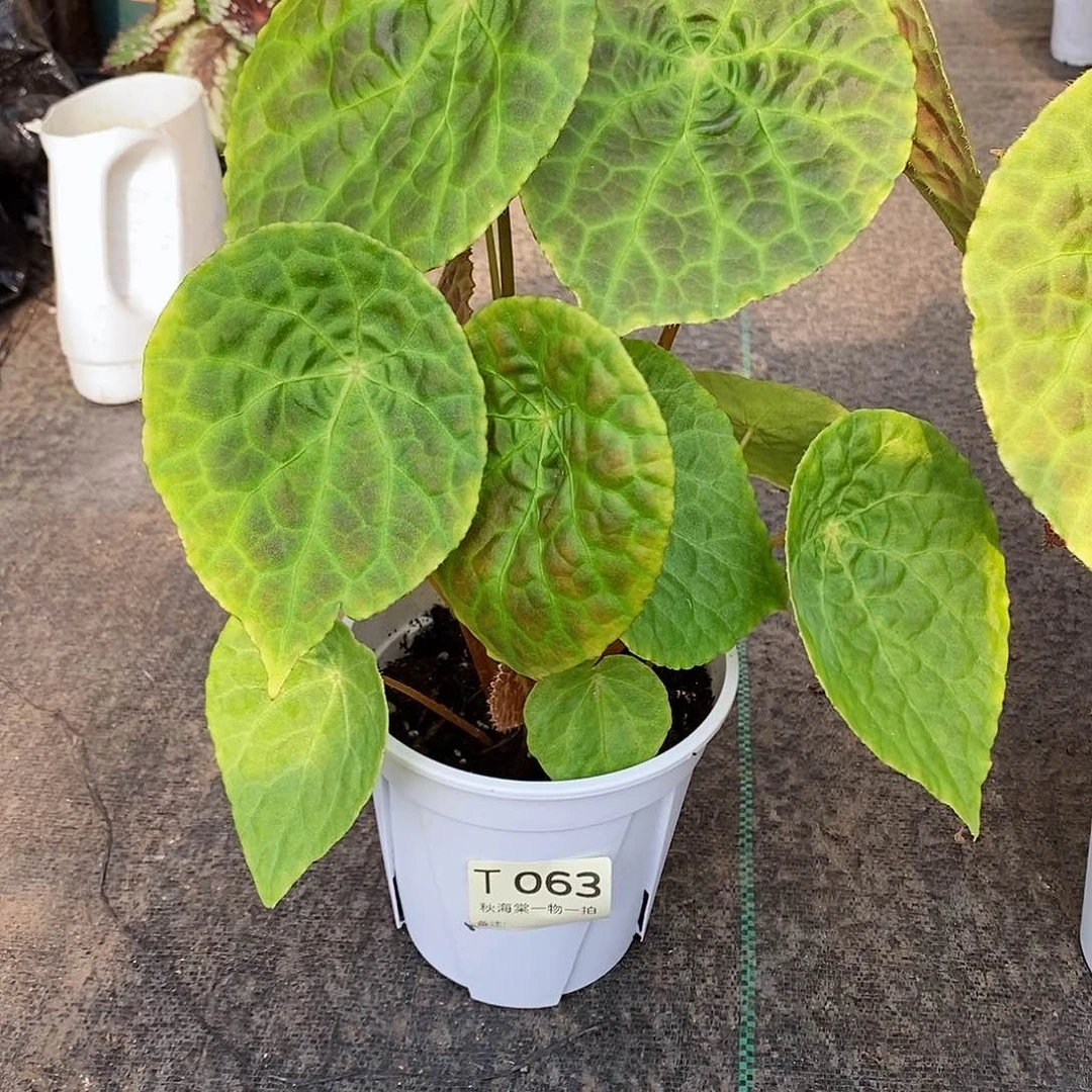 不开花植物巴*秋海棠063