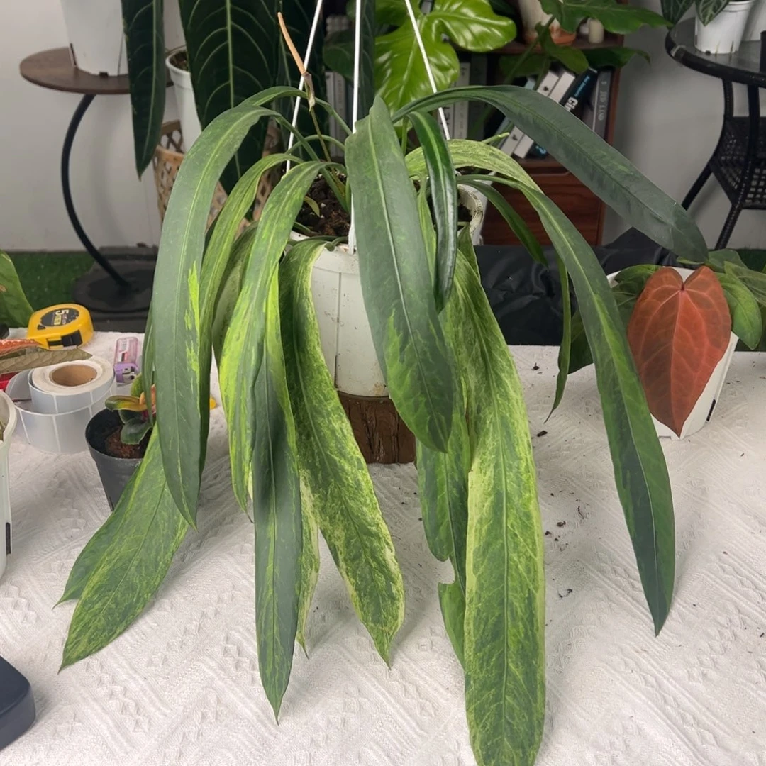 完全开放双头维塔锦